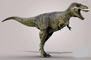 Carnivorous Theropod Dinosaurs Drucke: Albertosaurus dinosaur on gray background