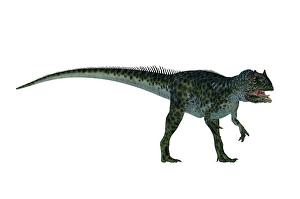Allosaurus Dinosaur Drucke: Allosaurus dinosaur, side view on white background