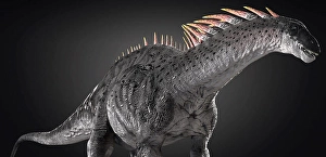 Prehistoric Dinosaur Drucke: Amargasaurus dinosaur on gray background