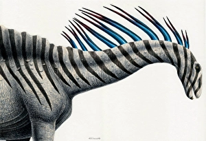 Mesozoic Era Dinosaurs Drucke: Amargasaurus dinosaur, side view on white background