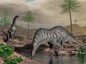 Mesozoic Era Wildlife Images Drucke: Amargasaurus dinosaurs drinking from a stream