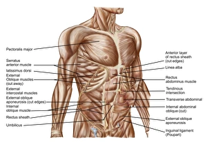 Anatomie der menschlichen Bauchmuskeln
