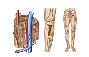 Human Body Artwork Drucke: Anatomy of human bone marrow