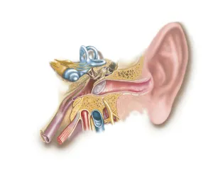 Human Ear Anatomy Drucke: Anatomy of human ear