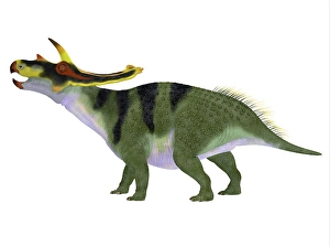 Prehistoric Creatures Drucke: Anchiceratops dinosaur, side profile
