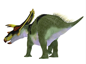 Herbivorous Dinosaurs Drucke: Anchiceratops dinosaur, rear view