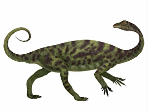Bipedal Dinosaur Species Drucke: Anchisaurus dinosaur, side profile