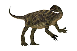 Prehistoric Animal Illustrations Drucke: Anchisaurus dinosaur, side view on white background
