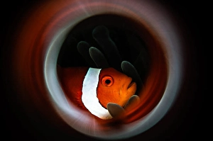Underwater Animal Images Drucke: An anemone fish is framed by a ring of fire