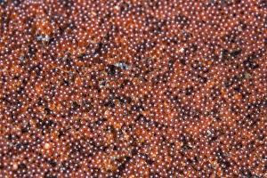 Komodo National Park Indonesia Drucke: Anemonefish eggs develop on the seafloor