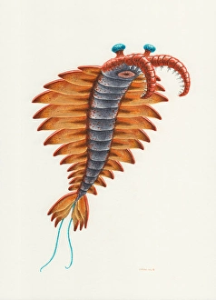 Prehistoric Sea Life Drucke: Anomalocaris on white background