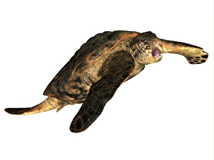 Cretaceous Period Creatures Drucke: Archelon prehistoric turtle