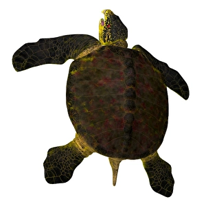 Cretaceous Period Wildlife Drucke: Archelon turtle, rear view on white background