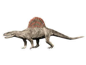 Prehistoric Predator Drucke: Arizonasaurus babbiti dinosaur, white background