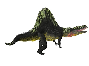 Theropod Dinosaur Species Drucke: Arizonasaurus dinosaur, side profile