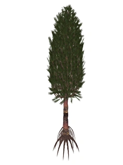 Asterophylliten prähistorisches Baumwerk