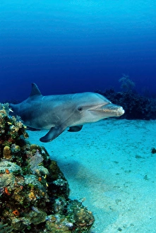 Tursiops Truncatus Species Drucke: An Atlantic bottlenose dolphin