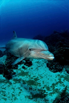 Tursiops Truncatus Species Drucke: An Atlantic bottlenose dolphin