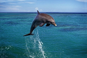 Tursiops Truncatus Species Drucke: An Atlantic bottlenose dolphin