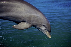 Tursiops Truncatus Species Drucke: An Atlantic bottlenose dolphin