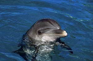 Aquatic Wildlife Photos Drucke: An Atlantic bottlenose dolphin