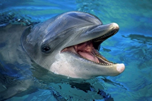 Tursiops Truncatus Species Drucke: An Atlantic bottlenose dolphin