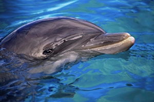 Aquatic Mammals Drucke: An Atlantic bottlenose dolphin