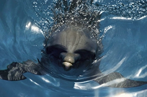 Atlantic Bottlenose Dolphin Drucke: An Atlantic bottlenose dolphin