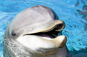 Atlantic Bottlenose Dolphin Drucke: An Atlantic bottlenose dolphin