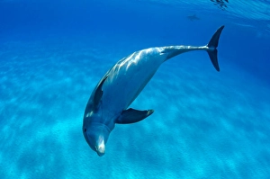 Atlantic Bottlenose Dolphin Drucke: An Atlantic bottlenose dolphin