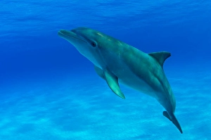 Atlantic Bottlenose Dolphin Drucke: An Atlantic bottlenose dolphin