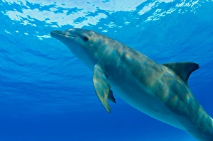 Atlantic Bottlenose Dolphin Drucke: An Atlantic bottlenose dolphin