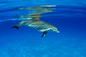 Atlantic Bottlenose Dolphin Drucke: An Atlantic bottlenose dolphin
