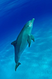 Atlantic Bottlenose Dolphin Drucke: An Atlantic bottlenose dolphin