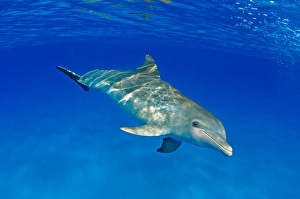 Atlantic Bottlenose Dolphin Drucke: An Atlantic bottlenose dolphin