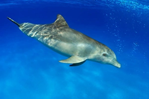 Atlantic Bottlenose Dolphin Drucke: An Atlantic bottlenose dolphin