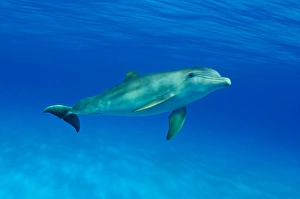 Atlantic Bottlenose Dolphin Drucke: An Atlantic bottlenose dolphin