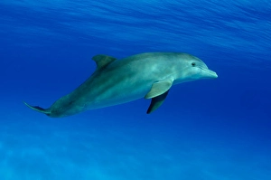 Atlantic Bottlenose Dolphin Drucke: An Atlantic bottlenose dolphin