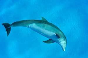 Blue Ocean Animals Drucke: An Atlantic bottlenose dolphin
