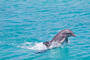 Atlantic Ocean Mammals Drucke: An Atlantic bottlenose dolphin