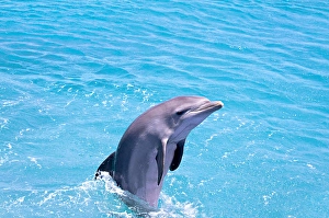 Atlantic Bottlenose Dolphin Drucke: An Atlantic bottlenose dolphin
