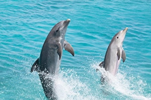 Atlantic Bottlenose Dolphin Drucke: An Atlantic bottlenose dolphin