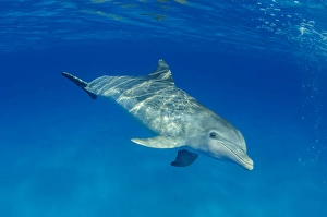 Aquatic Mammals Drucke: An Atlantic Bottlenose Dolphin