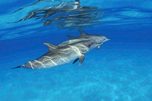 Underwater Marine Life Images Drucke: Atlantic spotted dolphin, Stenella frontalis
