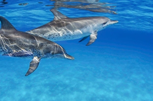 Bahamas Wildlife Drucke: Atlantic spotted dolphin, Stenella frontalis
