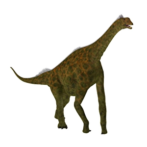 White Background Animal Cutouts Drucke: Atlasaurus dinosaur on white background