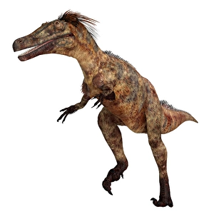 Dinosaur Artwork Drucke: Austroraptor dinosaur, side view on white background