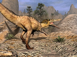 Mesozoic Era Dinosaurs Drucke: Austroraptor dinosaur walking in the desert
