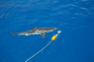 Animal Behavior In Wild Drucke: The bait on this line and float was just pulled away from this great white shark