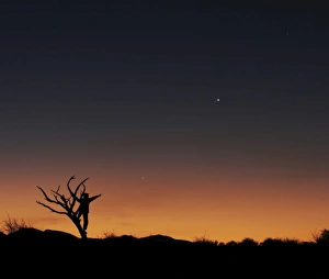 African Savanna Sunset Drucke: The bare tree and human figure point to the direction of Jupiter, Venus and Mercrury
